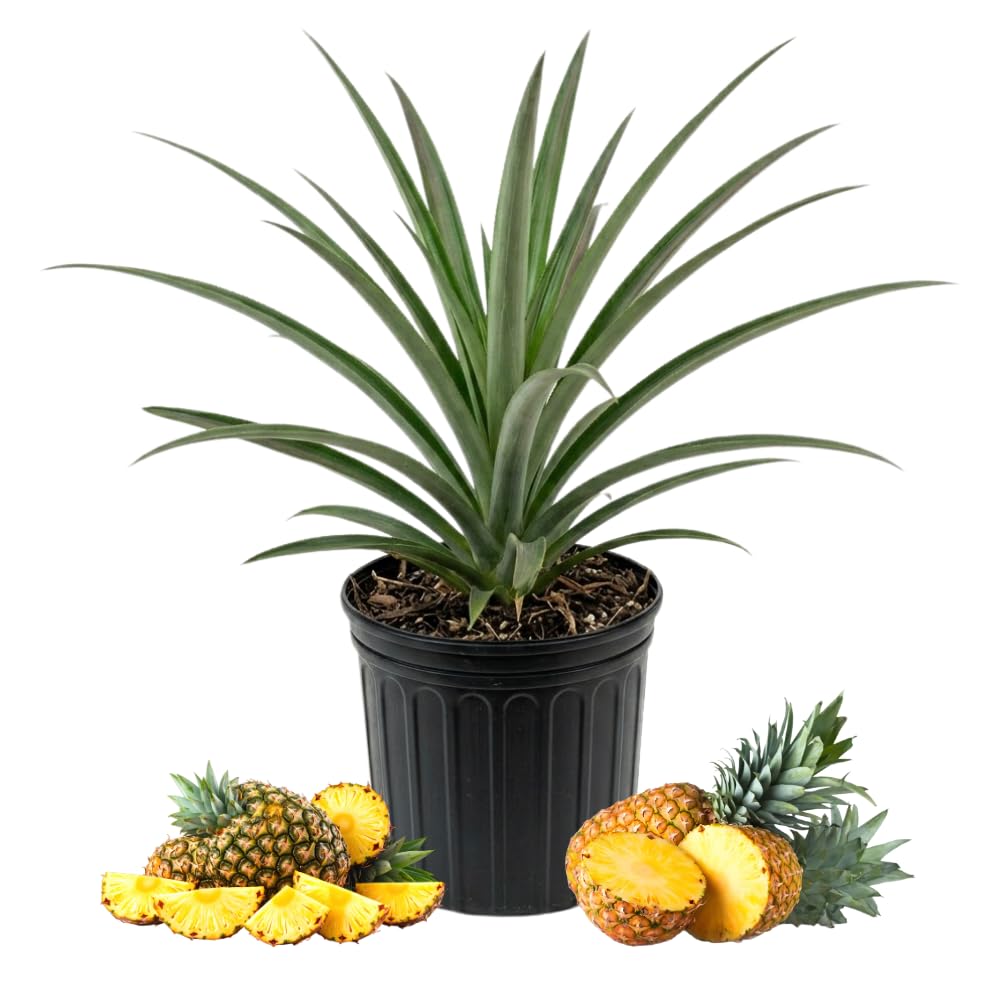 Sugarloaf Pineapple Plant Live, Pineapple Tree, Well Rooted in 1 Gallon Pot, Sweet Tropical Fruit Plant for Outdoor Garden, No Ship to CA