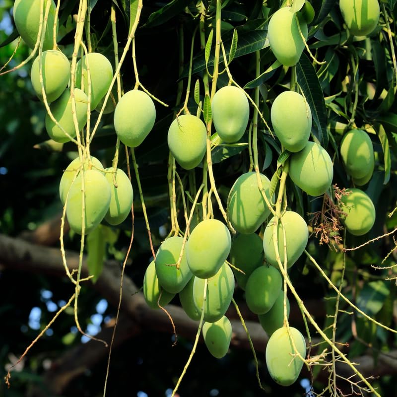 Green Mango Tree Live Plant, Grafted Mango Fruit Plant Live, Sweet Tropical Fruit Tree Gardening, 2–3 Feet Tall, 3 Gallon Pot, No Ship to CA