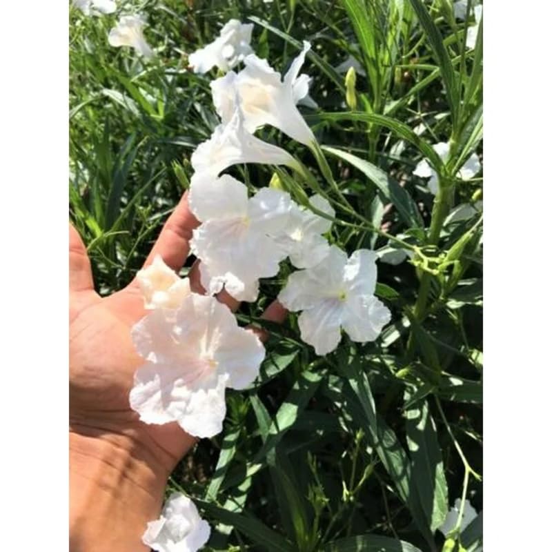 6 White Mexican Petunia Plants Live, 4-7 Inches Tall, Hardy Perennial Flowers