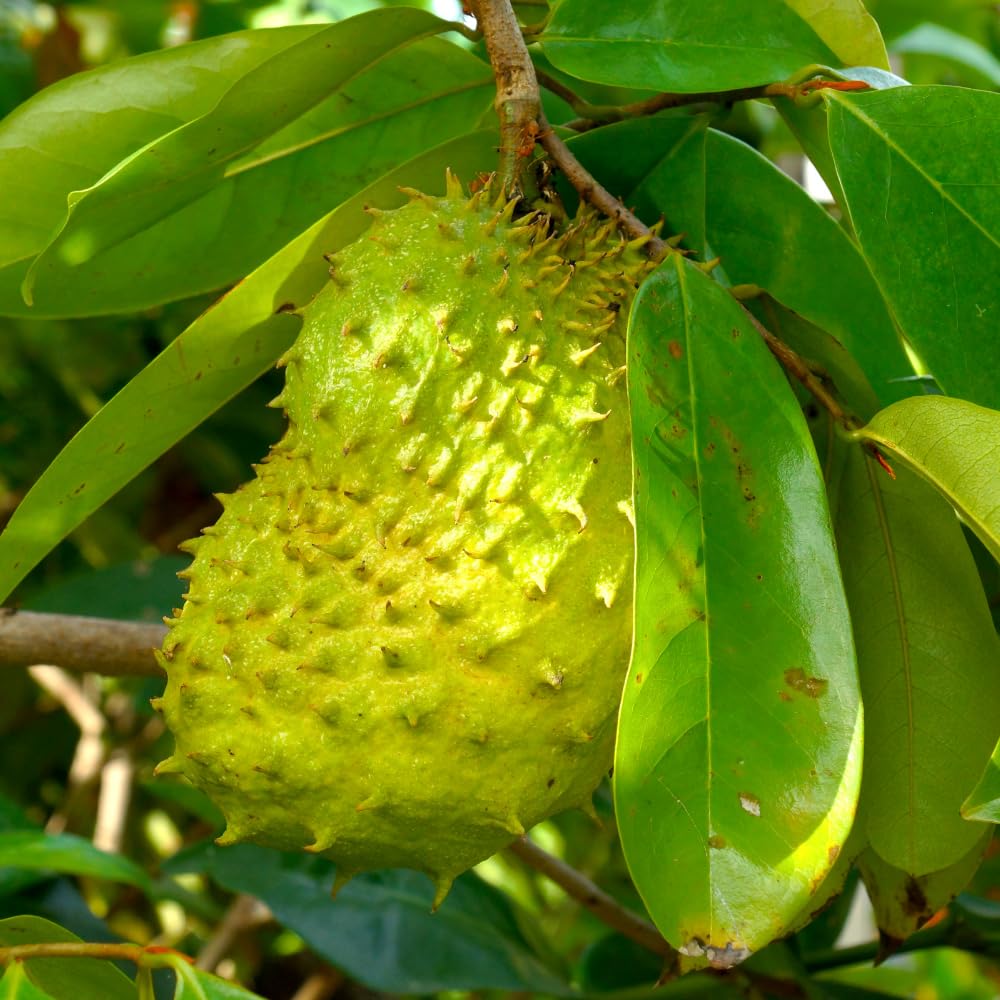 Soursop Tree, 2-3 Ft Tall Grafted Soursop Tree Live Plant in Gallon Pot, Tropical Guanabana Trees, No Ship to CA