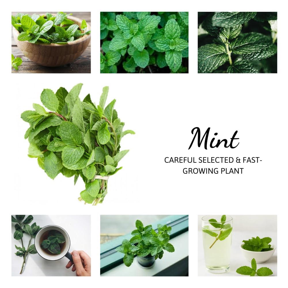 Pack 3 Mint Plants Live, 4-6" Very Fast Growing, Fragrant Culinary Herb Mint for Indoor Outdoor Gardening, Cold Hardy, Spring Planting, Random