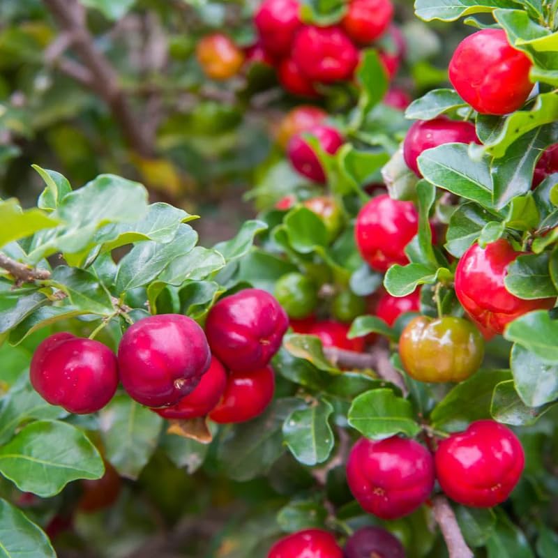 6 Months Old Barbados Cherry Tree Live Plant, Fast-Growing and High Yielding Sweet Fruit, Edible Fruit Bearing Tree for The Patio and Garden, No Pot, 4-8" in Tall