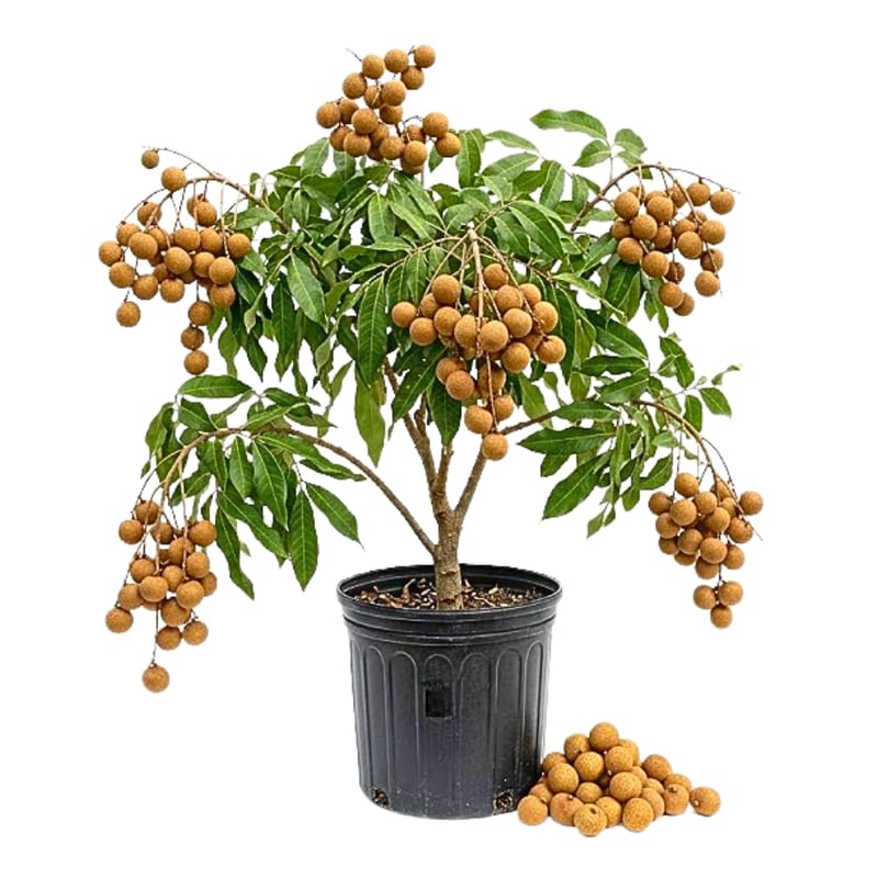 Longan Live Plant, Longan Fruit Plant in 3 Gallon Pot, Sweet Tropical Fruit Tree, 2 to 3 Feet in Heigh, No Ship to CA