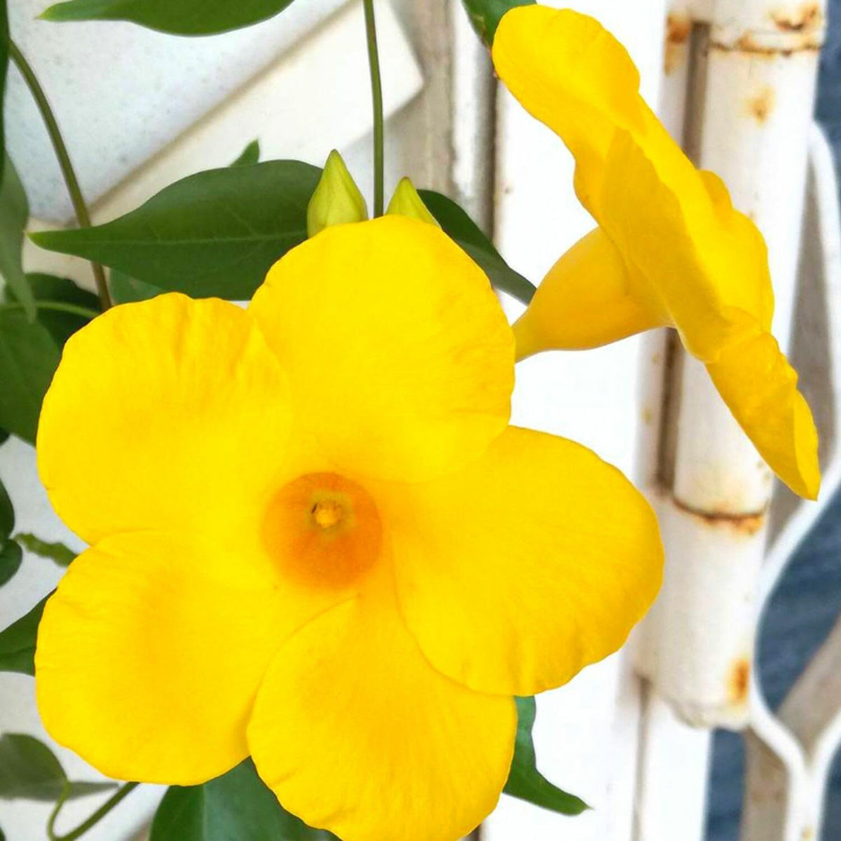 2 Mandevilla Live Plant Vine, Mandevilla Plants Live 5 to 8 Inc Tall Plant Growing Perennial Flowers (Yellow)