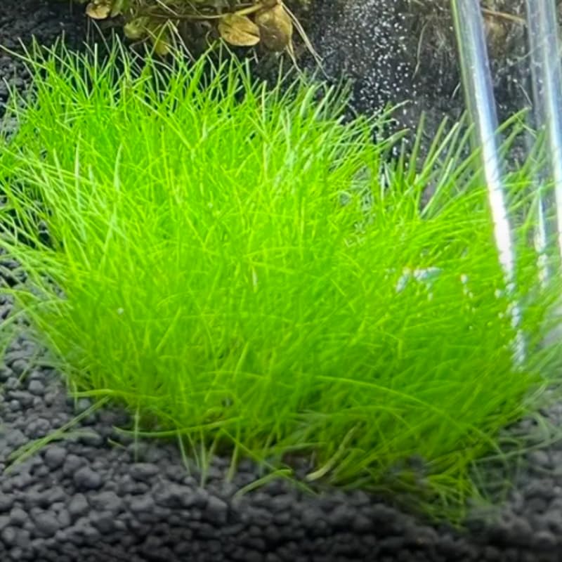 Dwaft Hairgrass Plants Live, 4-6 Inc, Aquarium Grass Plant Live