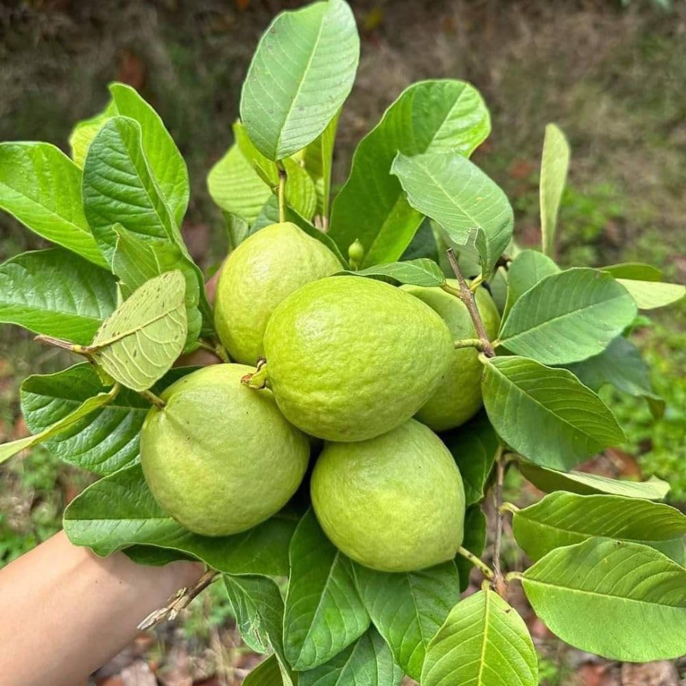 Pink Guava Tree Live Plant 3 Gallon, Guava Plant 2-3ft, Sweet Tropical Fruit Tree for Outdoor Growing, No Ship to CA