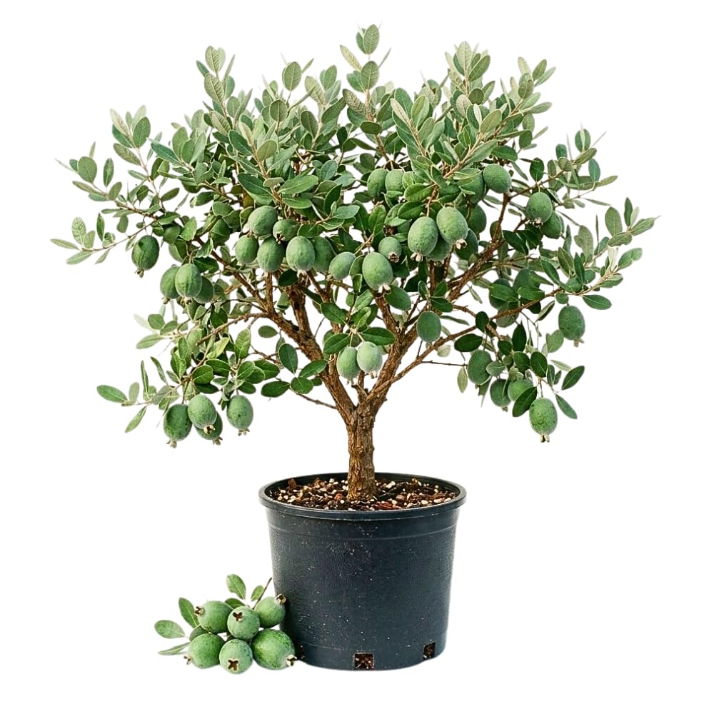 Pineapple Guava Tree Live Plant, Sweet Edible Fruit Tree, Fully Rooted Guava Plant, 2-3' Tall in 3 Gallon Pot for Outdoor Garden Ready, No Ship to CA