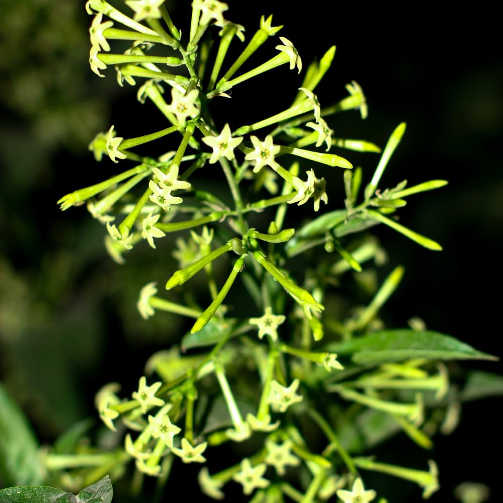 3 Night Blooming Jasmine Plants Live, Jasmine Flower Plant, 4 to 7 Inc
