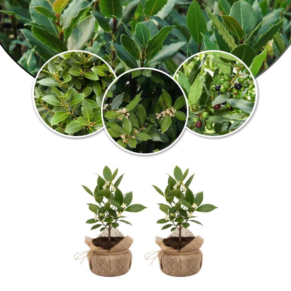 Bay Leaf Tree Live Plant, Cold Hardy, Fragrant Leaf, Bay Laurel Laurus Nobilis 6 Months Old for Planting
