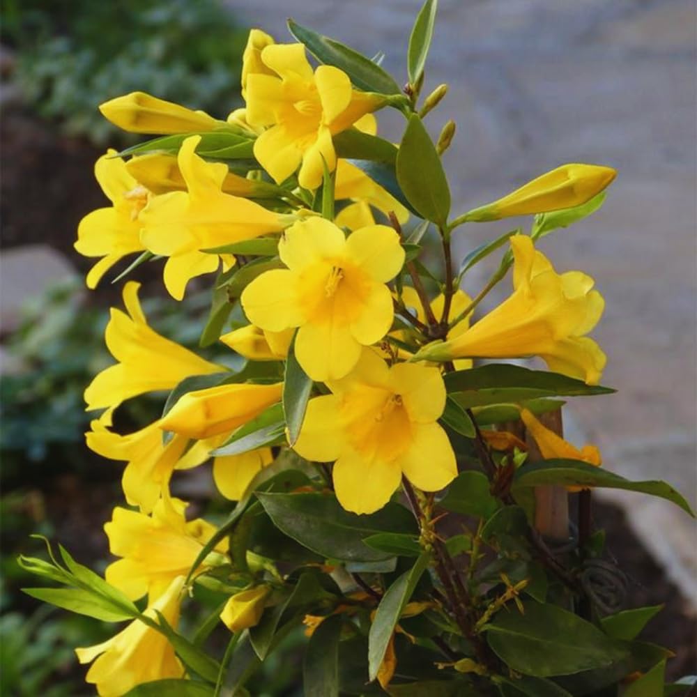 3 Yellow Jasmine Plants Live, 5 to 8 Inches Tall, Jasmine Vine Plant for Gardening and Outdoor Patio