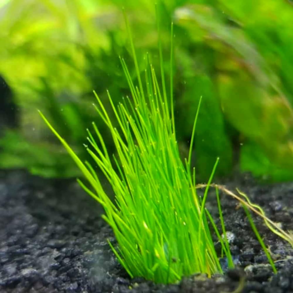 Live Aquarium Plants, 14 Dwarf Hair Grass Plants, Hairgrass Plant Aquarium, 3 to 6 Inc Tall, Live Dwaft Hairgrass Plant, Aquarium Grass Plants Live