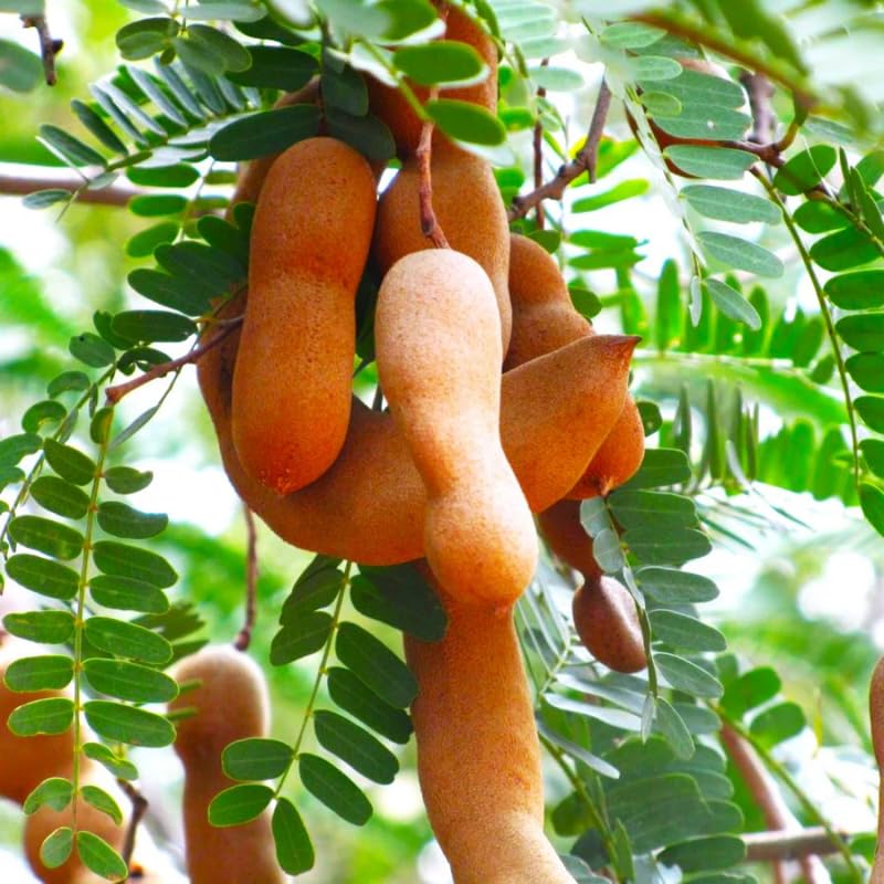 Live Tamarind Tree Plant, 3 Feet Tall, Sweet Tropical Tamarind Fruit Tree in 3 Gallon Nursery Pot