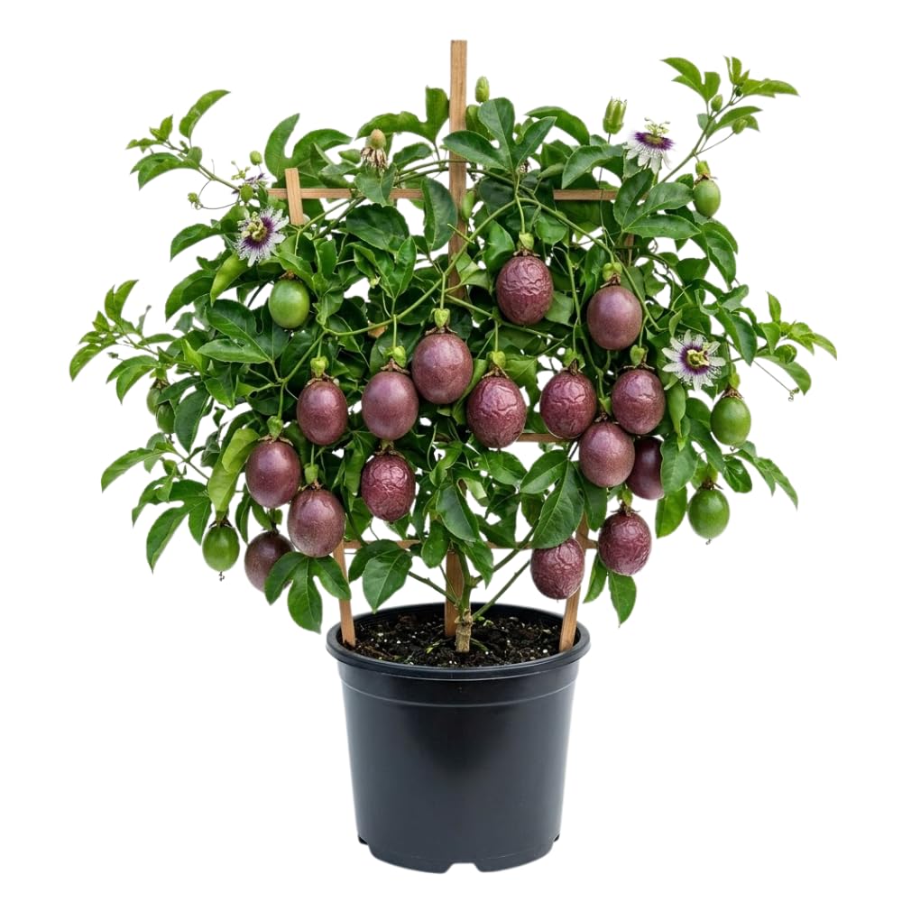 Purple Passion Fruit Plant Live, Passion Fruit Tree, 1 Gallon Pot, 1 Feet Tall, Tropical Climbing Fruit for Indoor Outdoor Planting, No Ship to CA