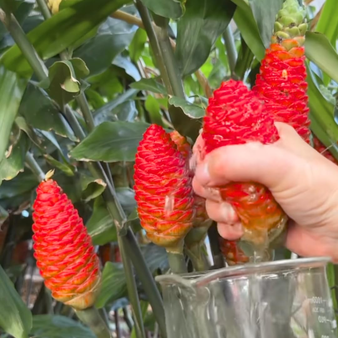 5 Shampoo Ginger Roots for Planting, Zingiber Zerumbet, Hawaiian Ginger Lily Plants for Perennial Planting Spring, Awapuhi Ginger Rhizomes