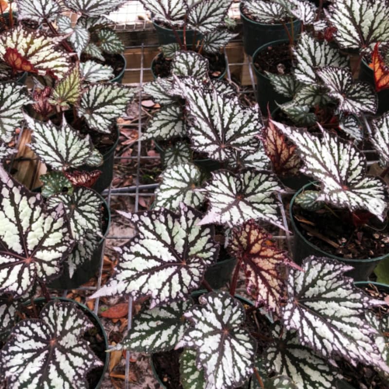 YOKEBOM Live Begonia Plant, Well Rooted Begonia Plant 4-7 Inches, Vibrant Colorful Foliage, Easy-Care Indoor Outdoor Houseplant - White Brown Foliage