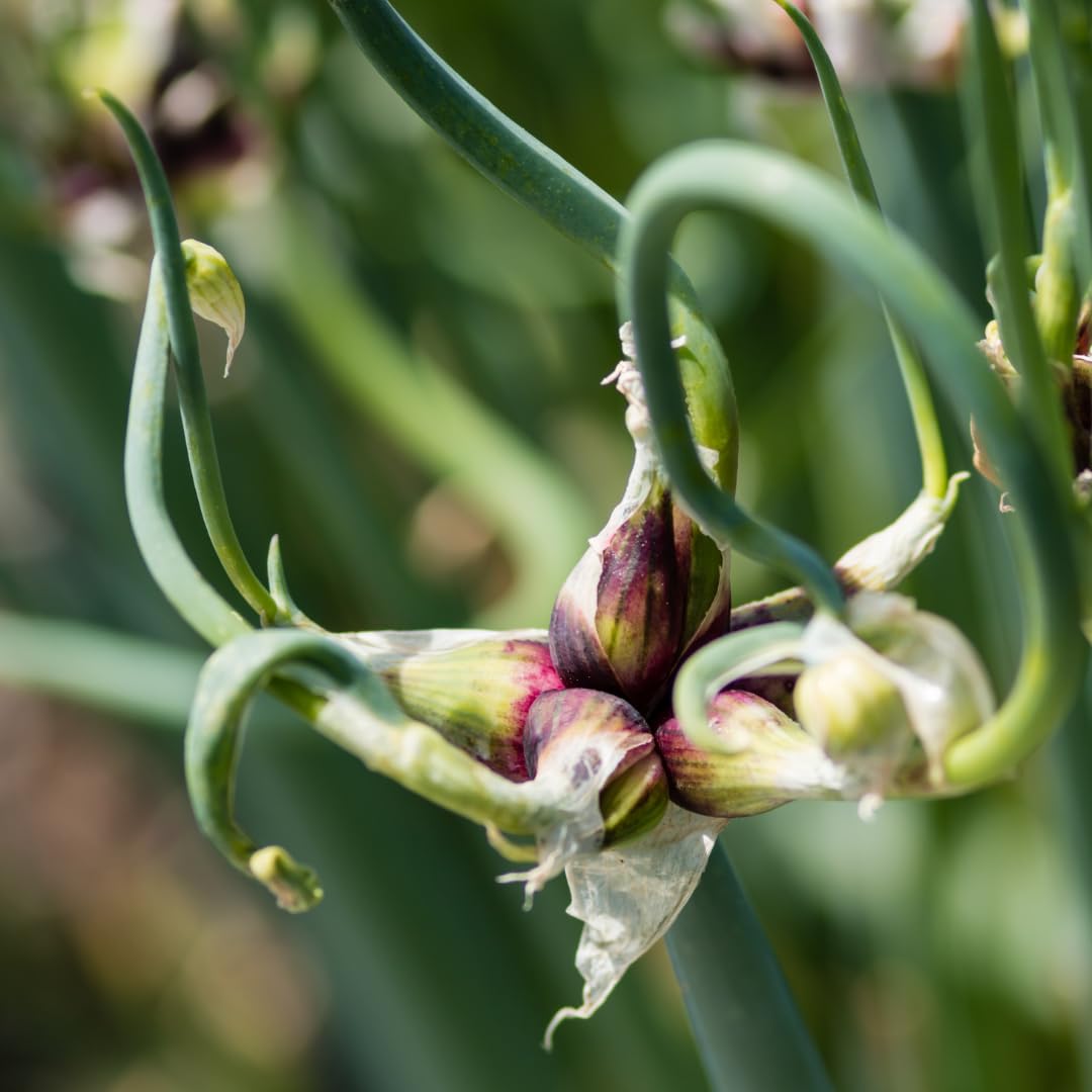 5 Egyptian Walking Onion Live Plants, Perennial Garden Onions