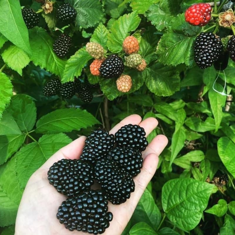 2 BlackBerry Bushes Live Plant, Sweet, Thornless, High Yielding Berries for Outdoor Planting, Fully Rooted 4-7 Inches (Sweet)