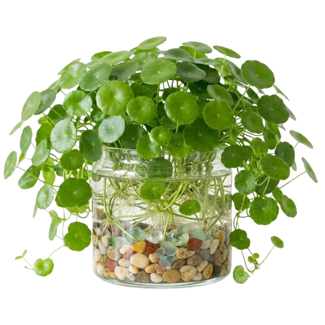 Pennywort Aquatic Plant Live, Aquarium Plant for Aquascaping