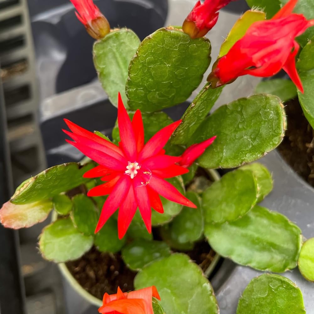 Red Easter Cactus Live Plants, Spring Cactus 4-6 Inch, Houseplant Indoor Planting