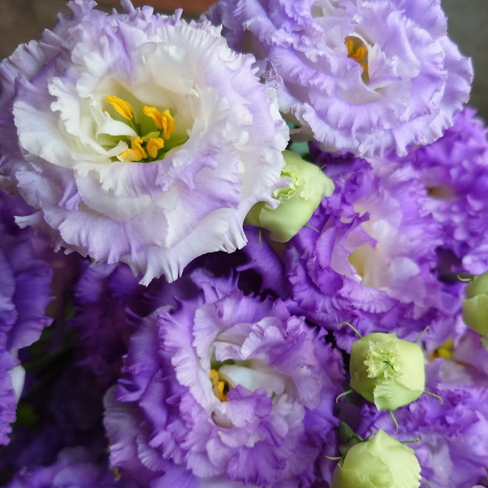 Striking Blue Eustoma Lisianthus Plants Live Plug Size, Well-Rooted 3-5" in Tall, Texas Bluebell, Thornless Love Rose Plant, Summer Fall Bloom
