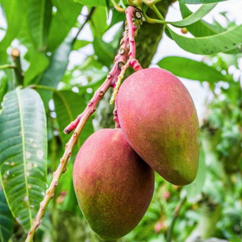 Kent Mango Tree Live Plant for Planting, Grafted Mango Plant in 3 Gallon Pot, Fast Growing Tropical Fruit Tree Seedlings