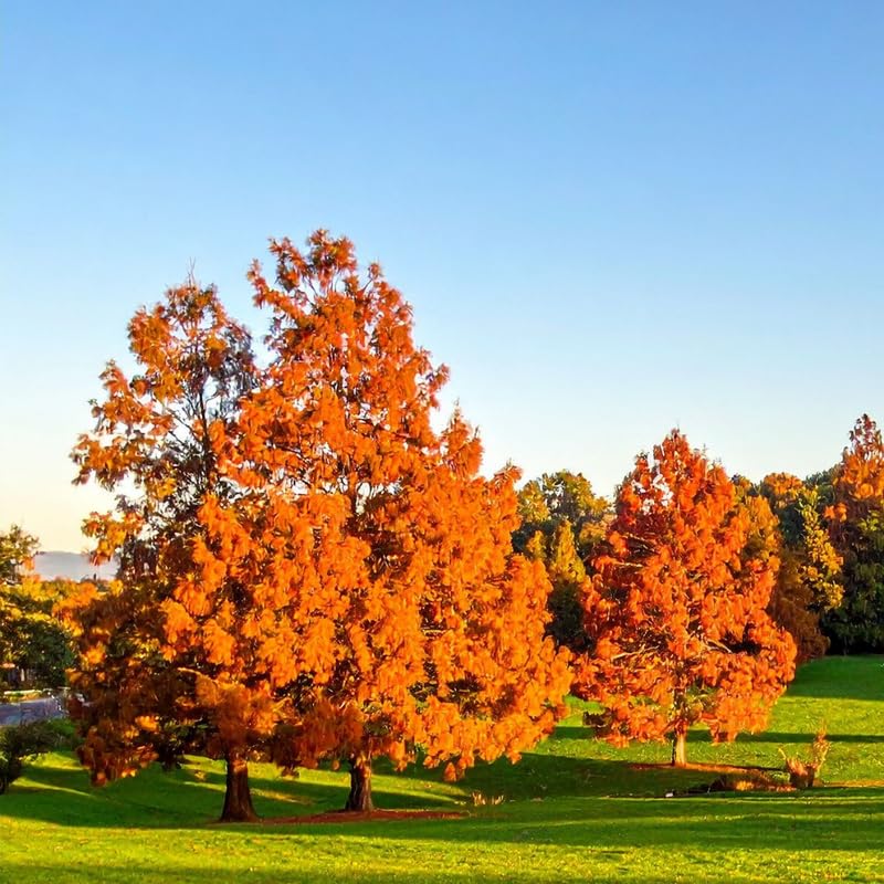 Dawn Redwood Plant in Quart Pot, 6 to 12 Inch Tall Redwood Tree Plant Potted, Shade Tree, Dormant in Winter