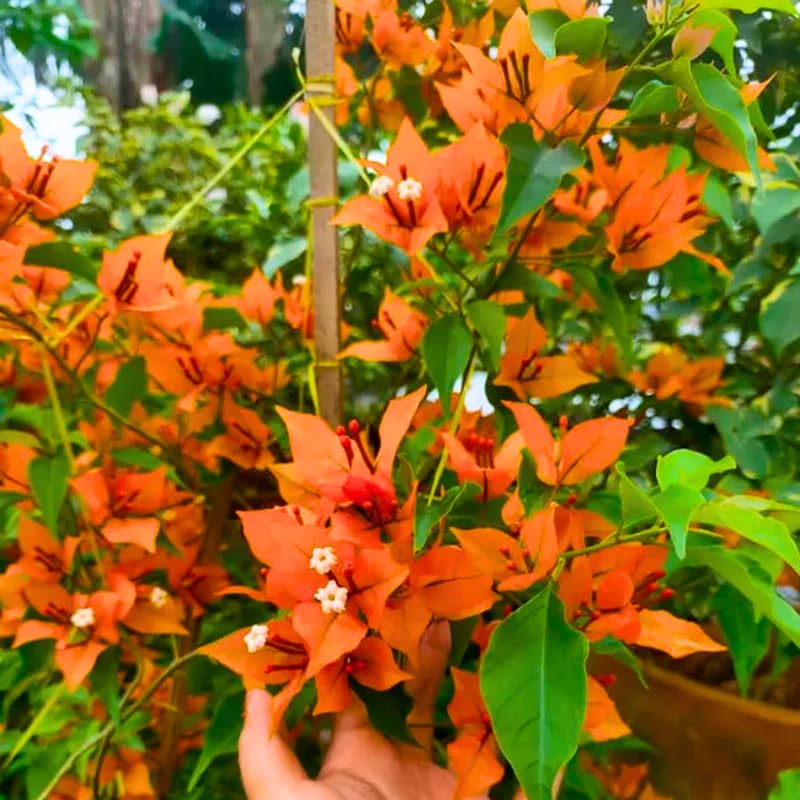 3 Fire Bougainvillea Plants Live, 4-8” Tall Well-Rooted Bougainvillea Vine Flower Plants, Tropical Climbing Plants, No Pot