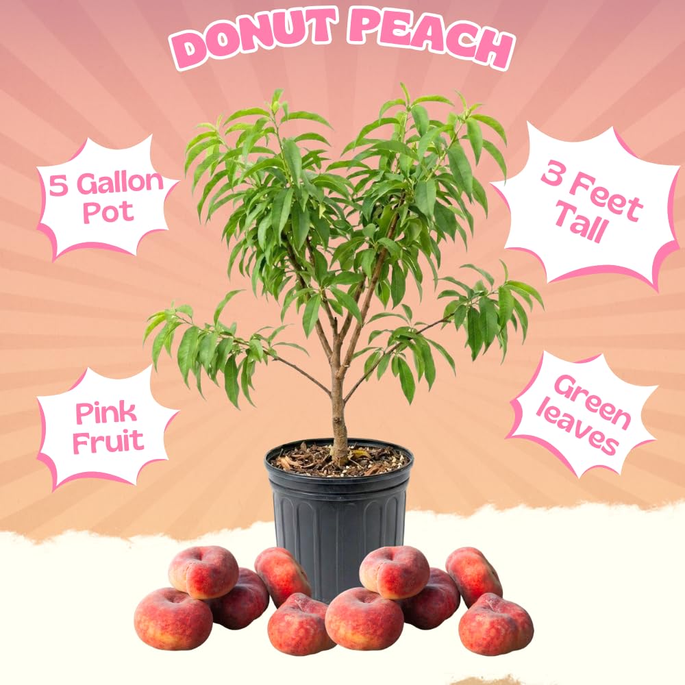 Donut Peach Tree Live Plant, 2 to 3' Tall in 5 Gallon Pot, Peach Fruit Tree, Sweet Fruit for Outdoor Planting, No Ship to CA