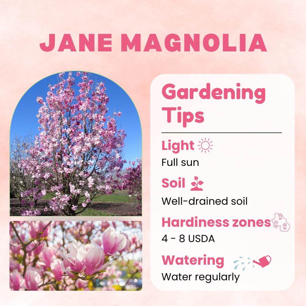 Jane Magnolia Plant Live, Magnolia Trees Live Plants, Pink Flower, 2-3 Feet Tall in 3 Gallon Pot for Growing, No Ship to CA