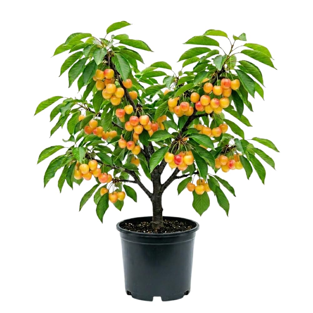 Rainier Cherry Trees Live Plants, Golden Red Cherry Black Cherry Tree, Well Rooted in 3 Gallon Pot, 3-4 Feet Tall, Hardy Cherries Fruit Tree Live Plant for Outdoor Garden, No Ship to CA