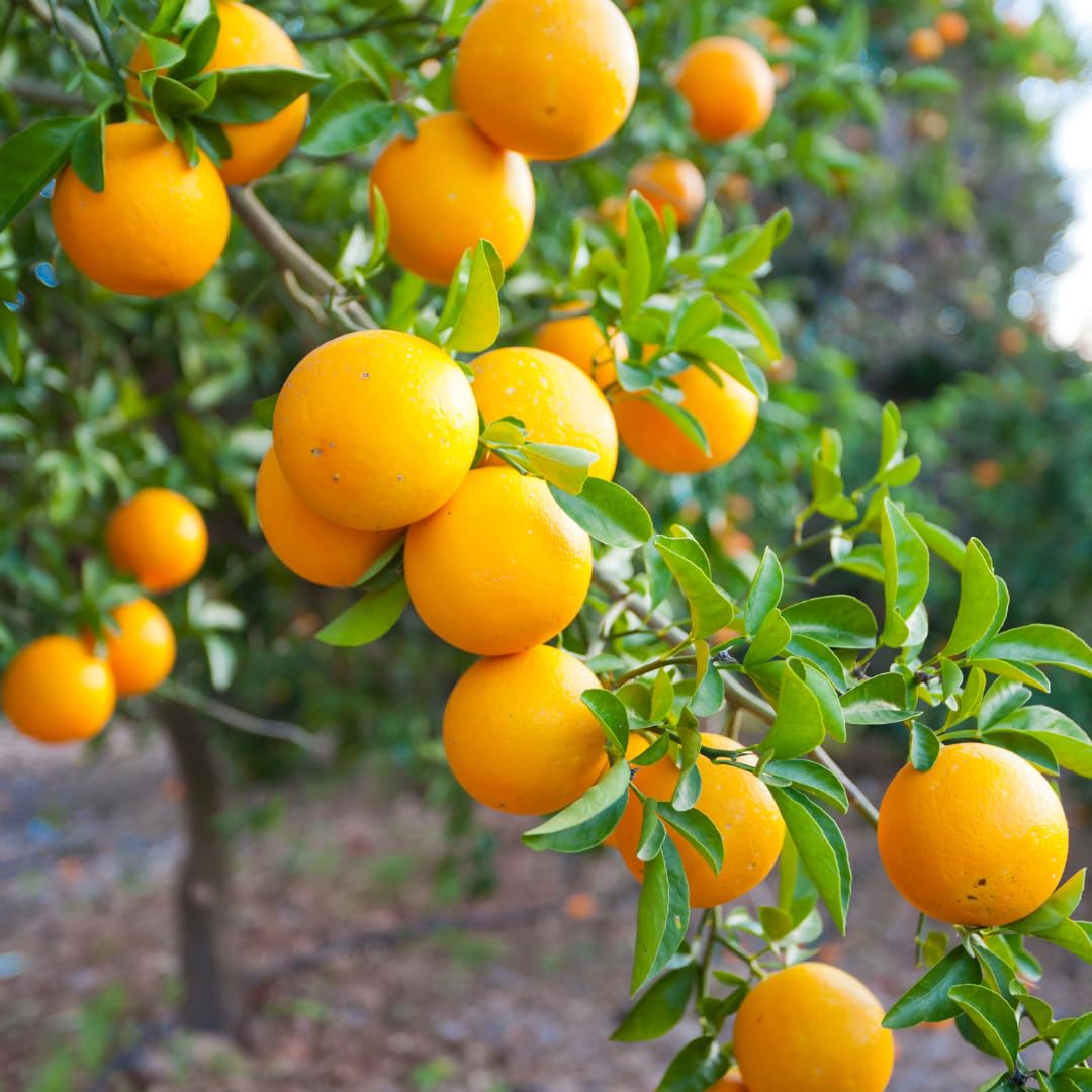 Valencia Orange Plant Live, Orange Tree, Sweet Citrus Tree, 4-5 Feet Tall in 5 Gallon Pot for Growing