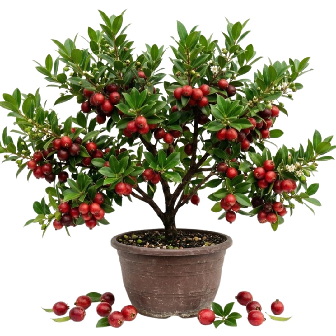 Strawberry Guava Tree Live Plant, Sweet Tropical Fruit Tree for Patio, 2-3 Feet Tall in 3 Gallon Pot for Planting Outdoors, No Ship to CA