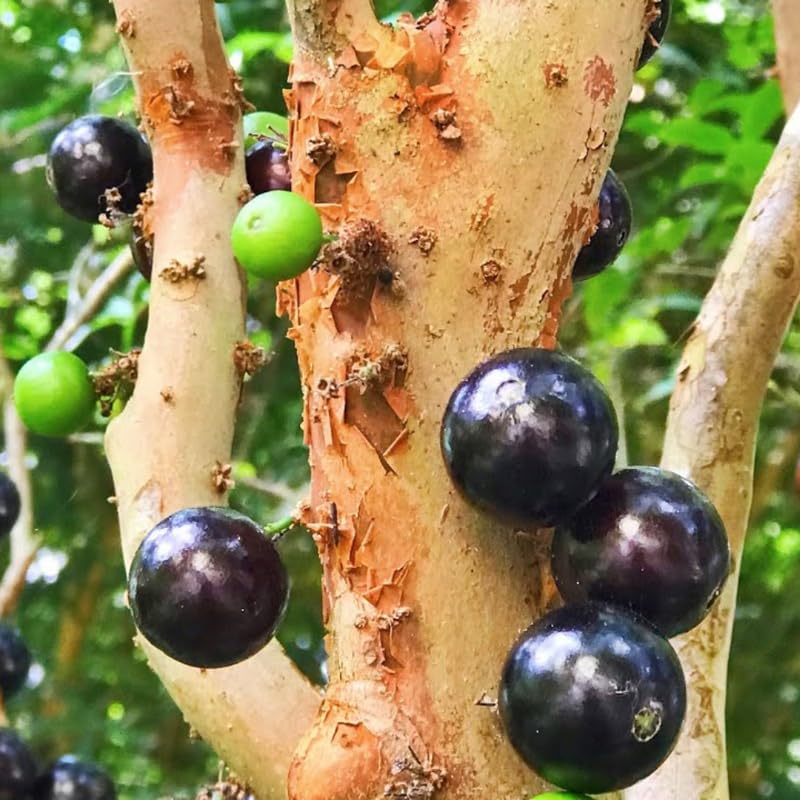 Jaboticaba Tree Plant, 1-2 Ft Tall Black Jaboticaba Fruit Live Plant in 3 Gallon Pot, Perennial, Tropical Fruit Plants, No Ship to CA