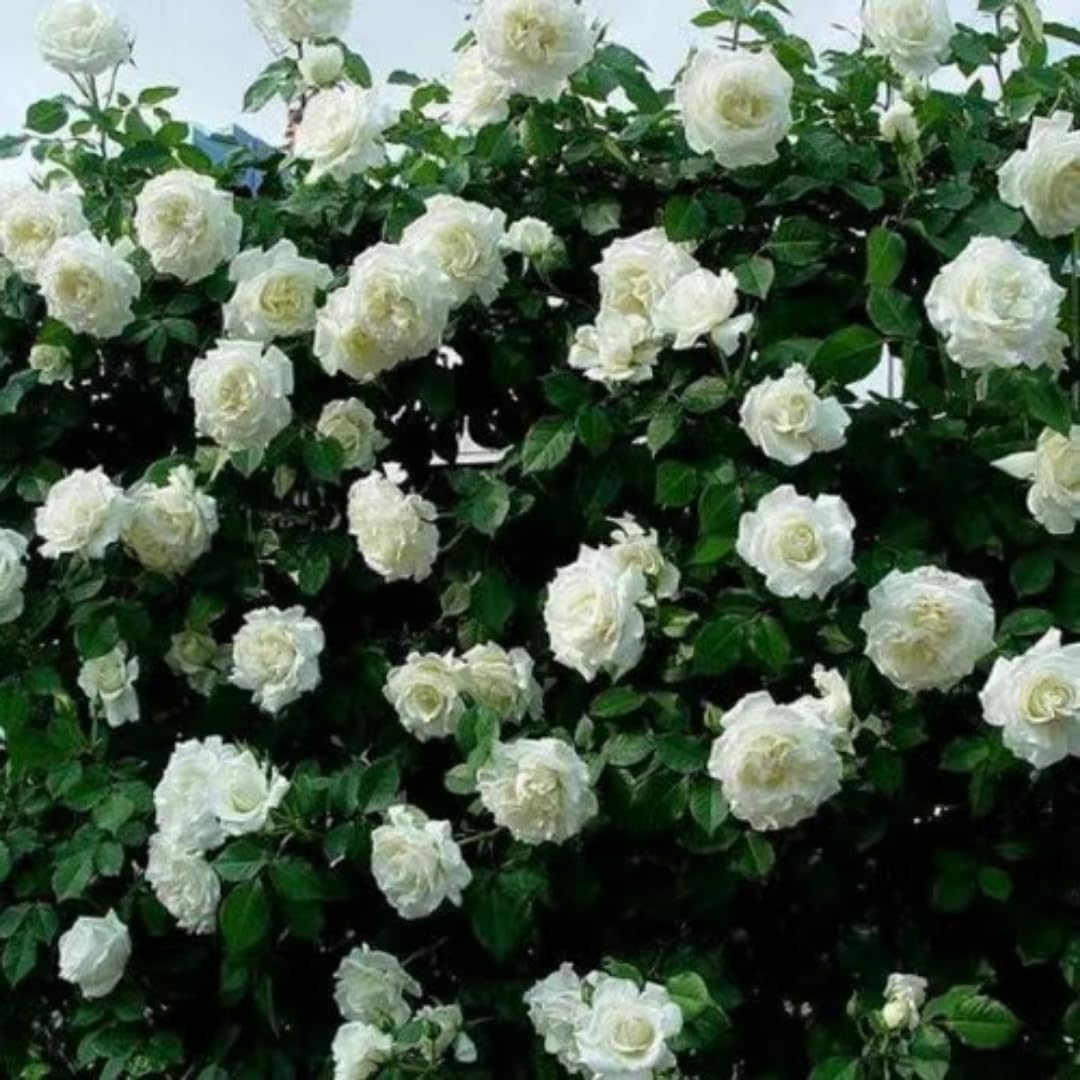 White Rose Plants Climbing, Roses Bushes Plant Live Tree, Fragrant and Well-Rooted, Starter 4 to 9 Inc Tall, No Leaf, Vining Roses for Planting Outdoor, Colorful Blooms