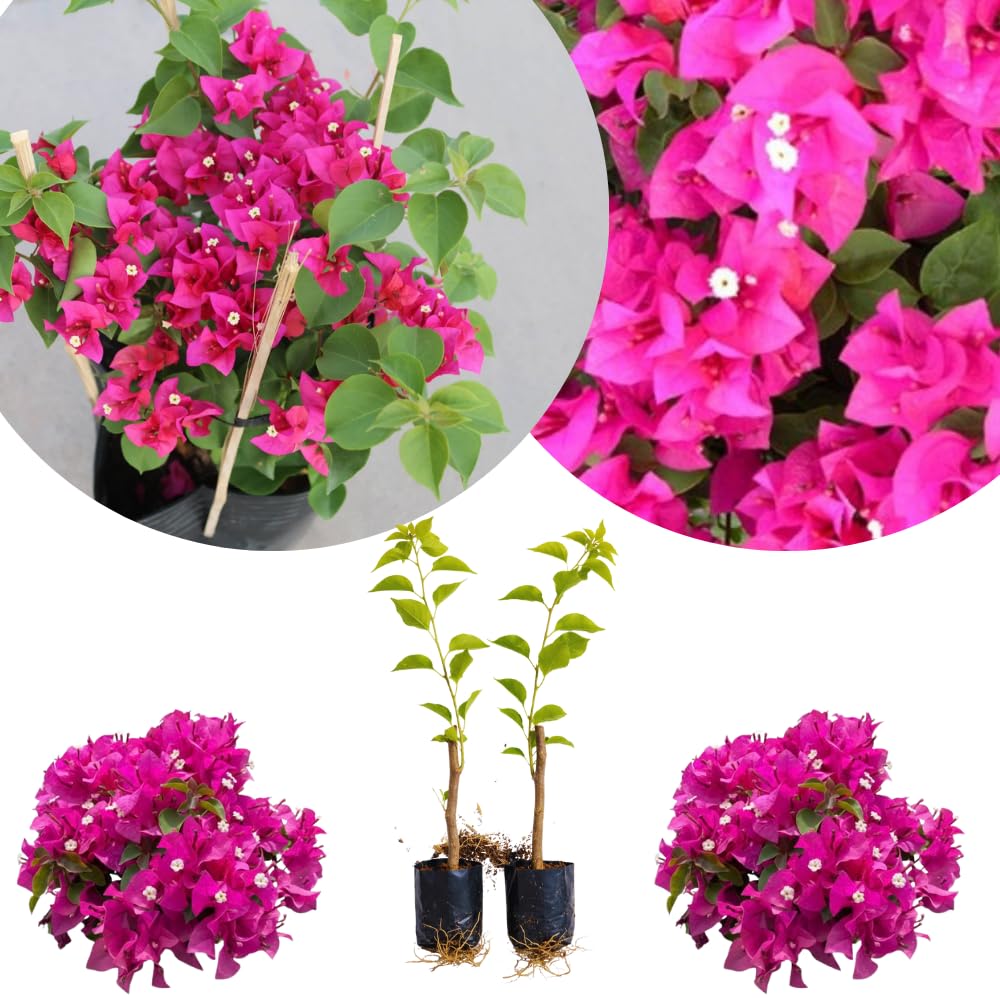 Set of 2 Bougainvillea Plants, Tropical Flowering Bougainvillea, Colorful Perennial Blooms, 5-8 Inches Tall for Indoor or Outdoor Planting (Pink Bougainvillea)