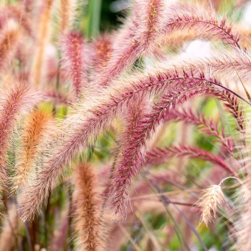YOKEBOM 2 Pink Fountain Grass Plants Live for Planting, Ornamental Grass for Landscaping, Hardy Grasses Clupms 4-7 Inch Tall Well Rooted