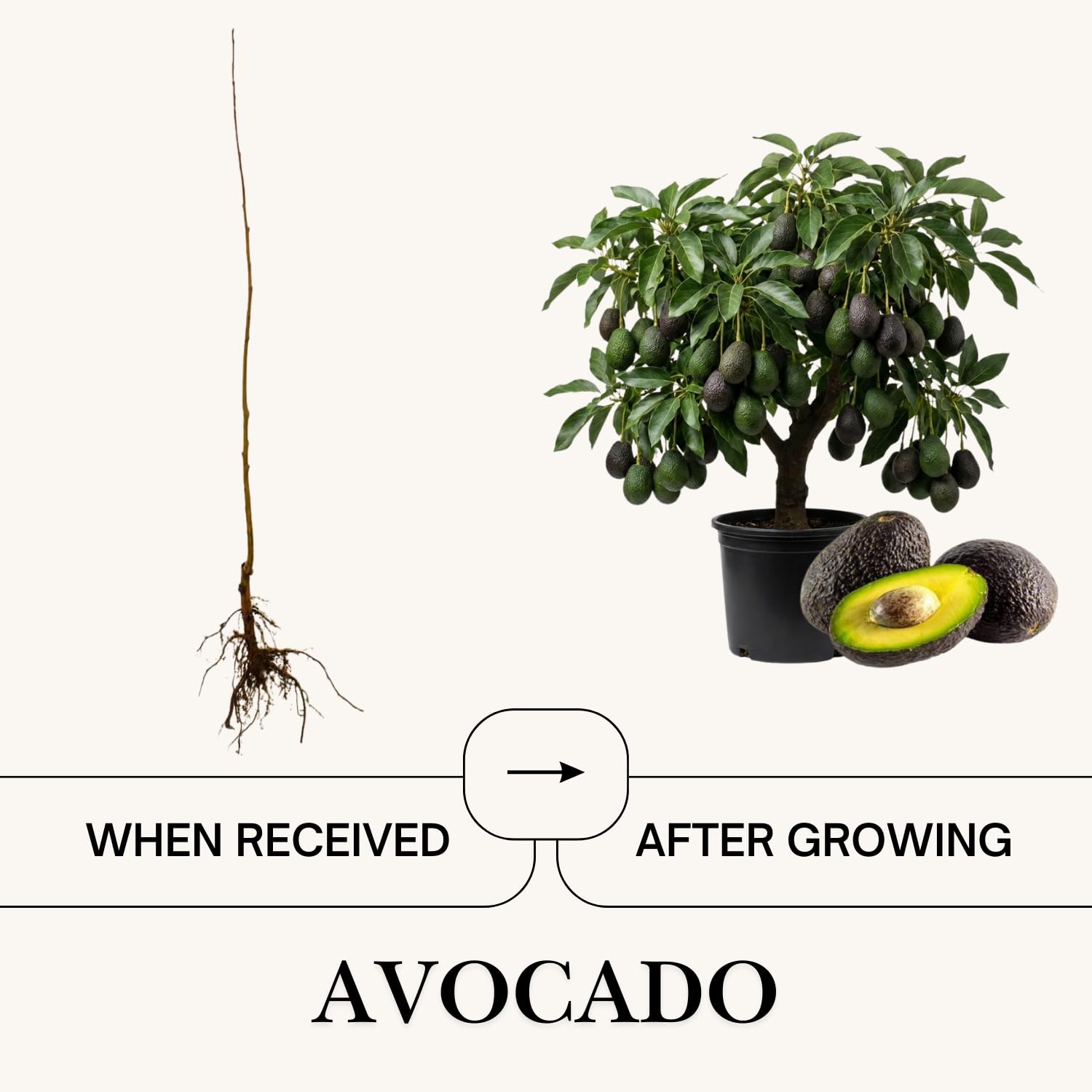 Long Avocado Tree Live Plant, Cold Hardy Avocado Tree Grafted, 3-3.5 Feet Tall, Outdoor Garden Growing