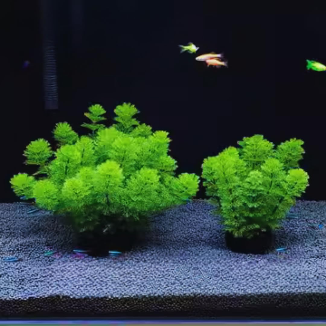 7 Stems Cabomba Aquarium Plants Live, Green Cabomba Live Aquarium Plant, Green Cabomba Plant, 4 to 7 Inches Tall, Aquatic Plant Live