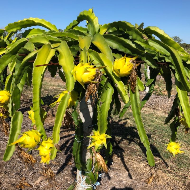 Set of 2 Yellow Dragon Fruit Plants Live, 4-8 Inches Tall, Tropical Cactus Live Plant, Dragonfruit Seedlings