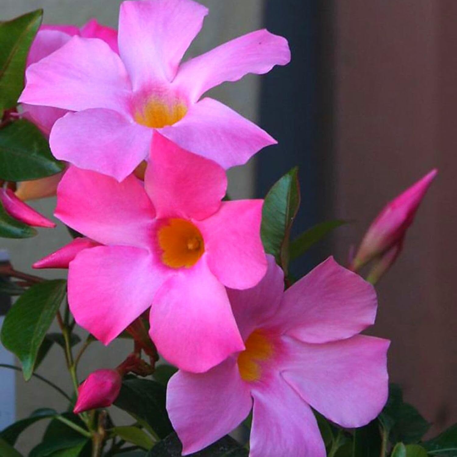 2 Mandevilla Live Plant Vine, Mandevilla Plants Live 5 to 8 Inc Tall Plant Growing Perennial Flowers (Pink)