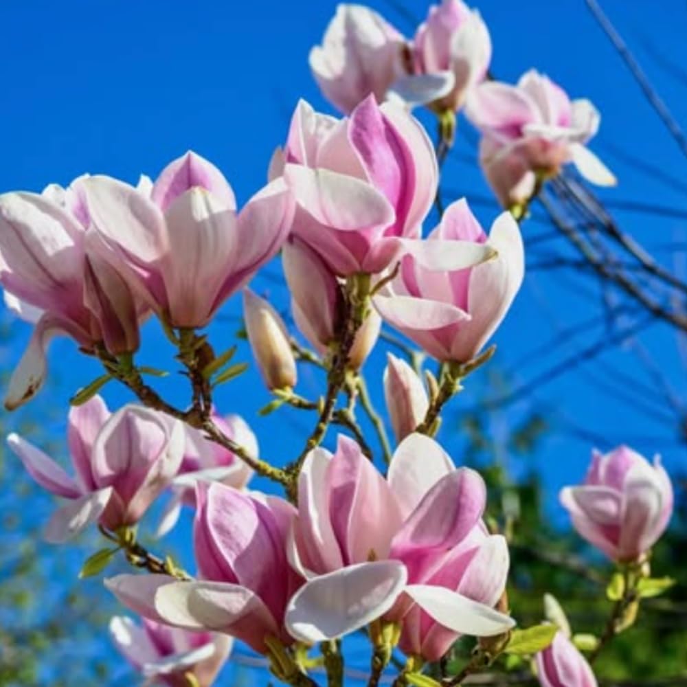 Saucer Magnolia Tree Live Plant in 4-8 Inches, Fragrant Spring Blooms, Hardy Perennial Magnolia Flowers Potted Ready to Grow, Winter Dormant