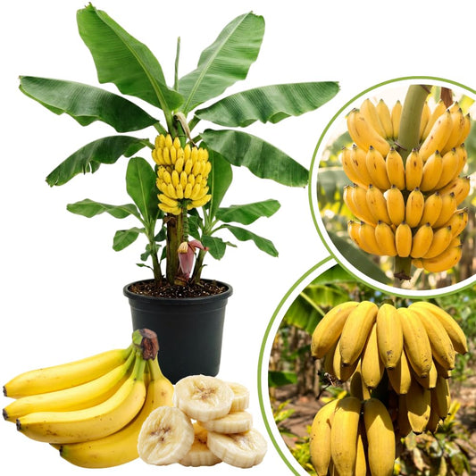 Banana Trees Live Plants in 1 Gallon Pot, Yellow Banana Plant Full Rooted from 2 to 3 Feet Tall, Rare Banana Tree for Home Garden, Sweet Fruit and Easy Care for