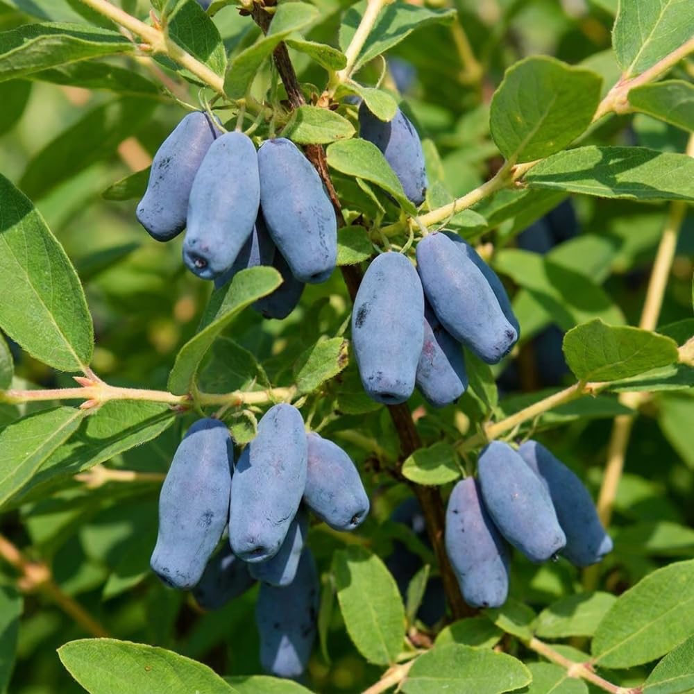 Blue Honeyberry Plant Live, Haskap Berry Fruit Tree, 4-6 Inch Tall
