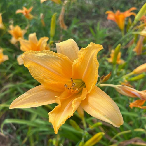 3 Apricot Daylily Bulbs for Planting, Reblooming Daylilies Bulbs, Perennial Flowers Bulbs