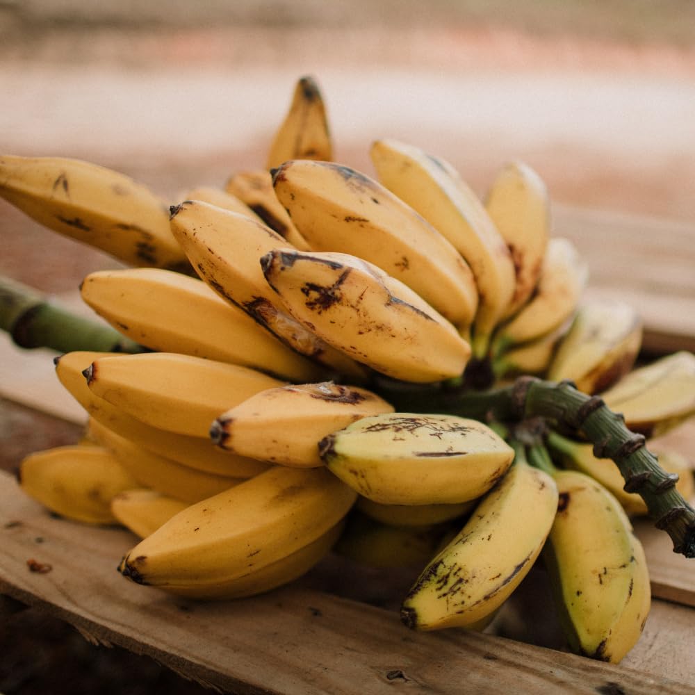 2 Namwah Banana Plants Live, Banana Fruit Tree Starter, Indoor Outdoor Planting, 4-6 Inches Tall
