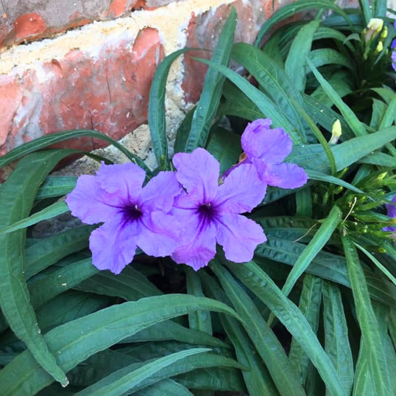 6 Dwarf Blue Mexican Petunia Plants Live, 4-7 Inches Tall, Hardy Perennial Flowers