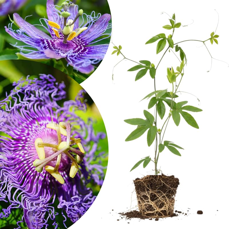 Deep Purple Passion Flower Plant Live, Passiflora Vine for Garden, 4-8" Tall, Hardy Flowering Vine for Garden or Trellis