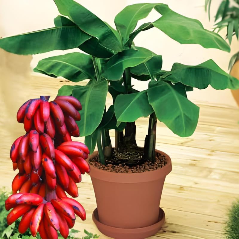 Sets 2 Red Banana Trees Live Plants Well-Rooted, High Yield Easy to Grow Banana Plants, 4-9 Inc Tall, No Pot, Cold Hardy, Compact Size