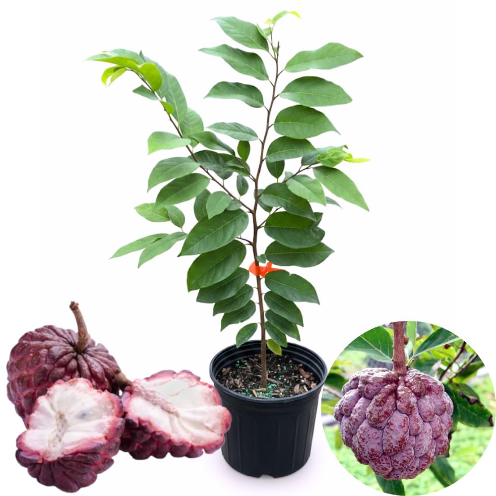 2-3' Tall Red Sugar Apple Tree Live Plant, Tropical Annona Squamosa Sugar Apple Fruit Plant, in 3 Gallon Pot, No Ship to CA