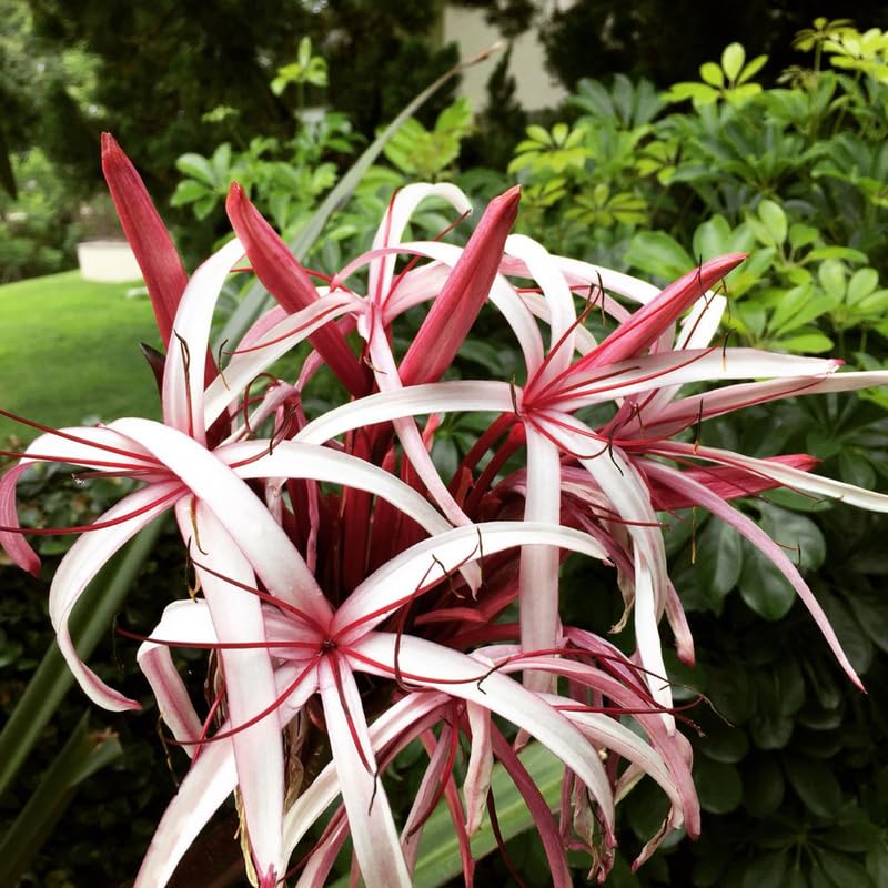 Queen Lily Plant, Fragrant White and Pink Blooms, Perennial Lily Flowers for Patio and Garden, 2-2.5 Ft Tall